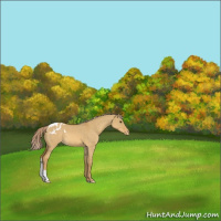 Horse Color:Palomino Dun Appaloosa 