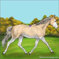 Horse Color:Palomino Roan Splash 