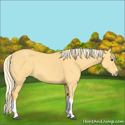 Horse Color:Palomino Roan Splash 