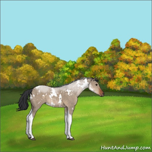 Horse Color:White Spotted Brown Dun Tobiano Rabicano 