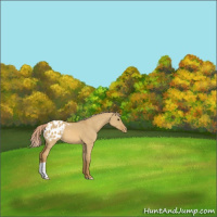 Horse Color:Palomino Dun Appaloosa