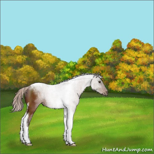 Horse Color:Silver Brown Sabino Tobiano 