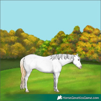 Horse Color:Buckskin Dun Varnish 