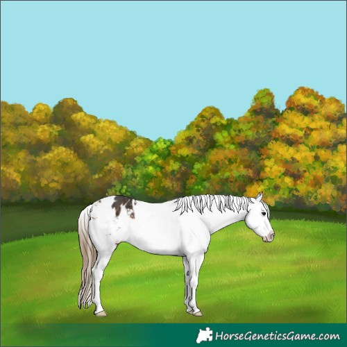 Horse Color:Buckskin Appaloosa 