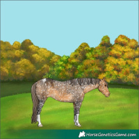 Horse Color:Buckskin Appaloosa 