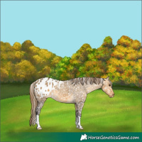 Horse Color:Buckskin Dun Appaloosa 