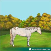 Horse Color:Buckskin Dun Blanket 