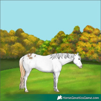 Horse Color:Buckskin Dun Appaloosa
