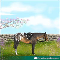 Horse Color:Buckskin Appaloosa 