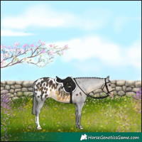 Horse Color:Buckskin Appaloosa