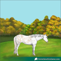 Horse Color:Perlino Dun Appaloosa 