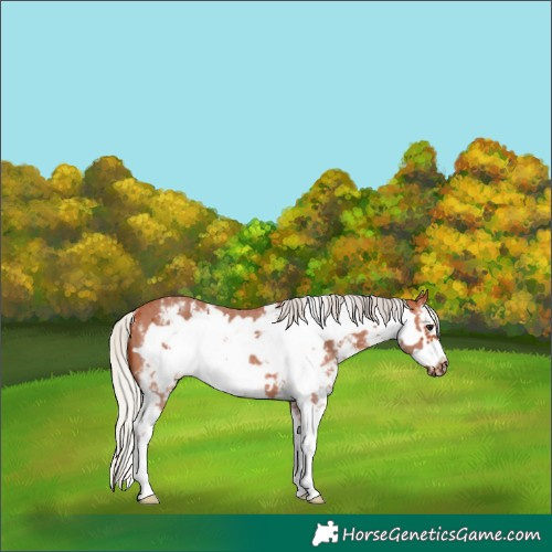 Horse Color:Silver Bay Sabino Frame