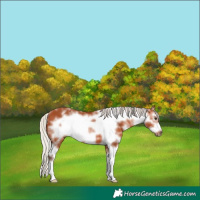Horse Color:Silver Bay Sabino Frame 