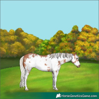 Horse Color:Silver Bay Sabino Frame 