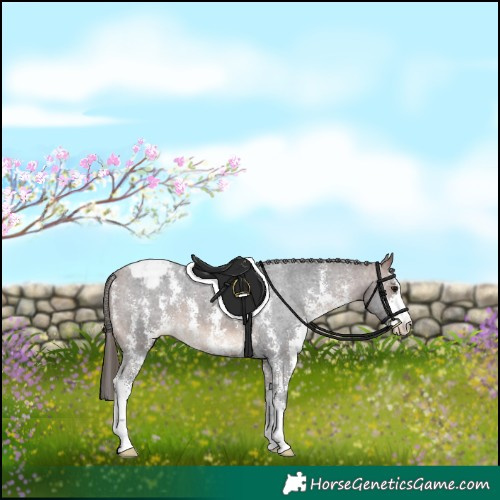 Horse Color:Bay Sabino Appaloosa 