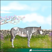 Horse Color:Bay Sabino Appaloosa 