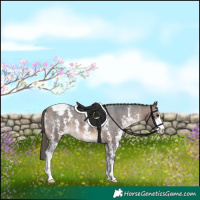 Horse Color:Bay Sabino Appaloosa 