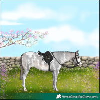 Horse Color:Bay Sabino Appaloosa 