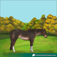Horse Color:Liver Chestnut 