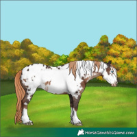 Horse Color:Liver Chestnut Frame Appaloosa