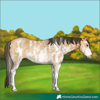 Horse Color:Buckskin Sabino Rabicano 