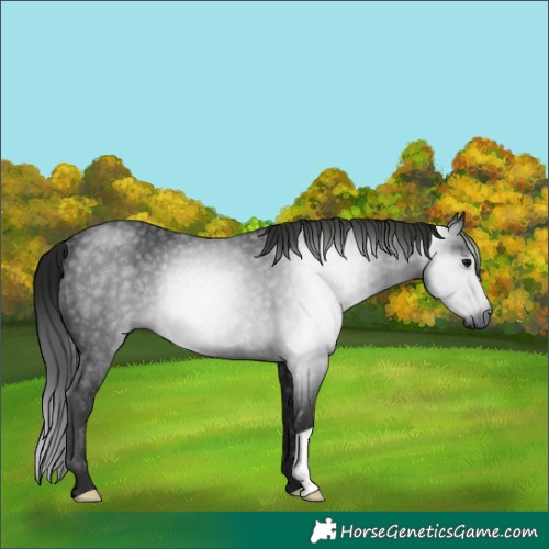 Horse Color:Gray Black Rabicano