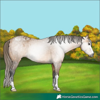 Horse Color:Gray Buckskin Appaloosa 