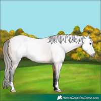 Horse Color:Gray Buckskin 