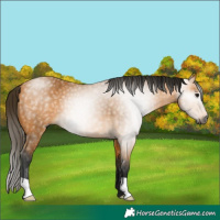 Horse Color:Gray Buckskin 
