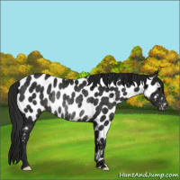 Horse Color:Gray Black Appaloosa Rabicano