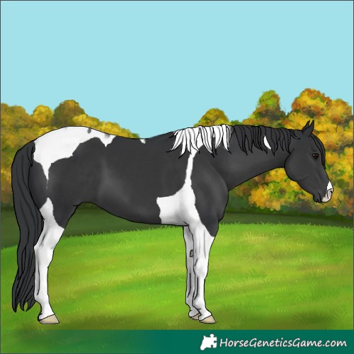 Horse Color:Black Tobiano 