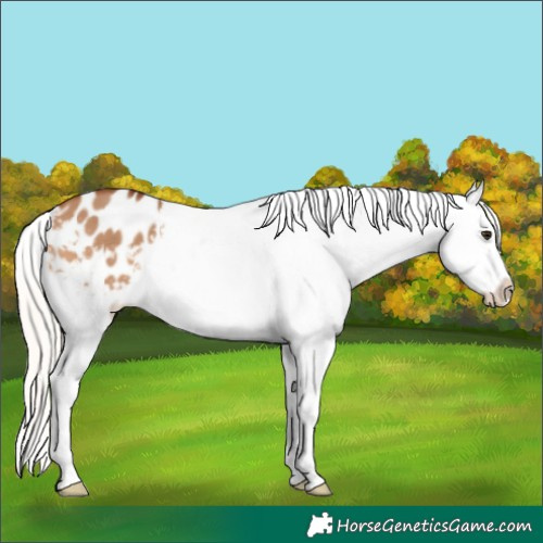 Horse Color:Silver Bay Dun Appaloosa 