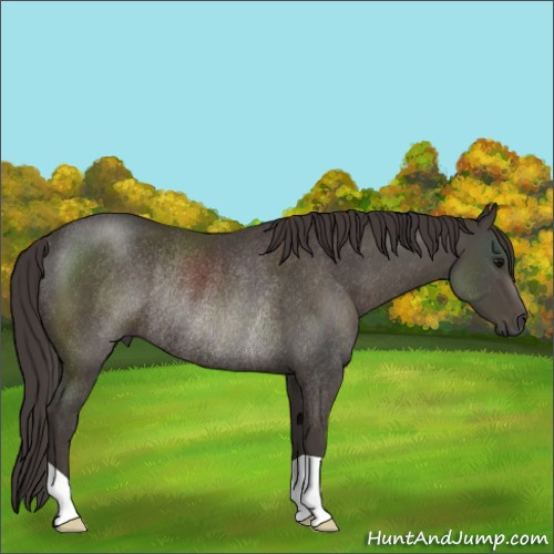 Horse Color:Smoky Black Rabicano 