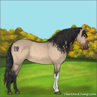 Horse Color:Bay Dun 