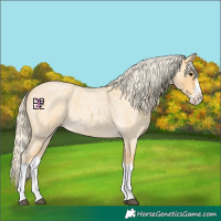 Horse Color:Palomino Roan Splash 