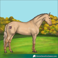 Horse Color:Red Dun 