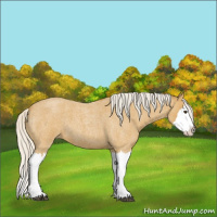 Horse Color:Silver Buckskin Roan Splash 