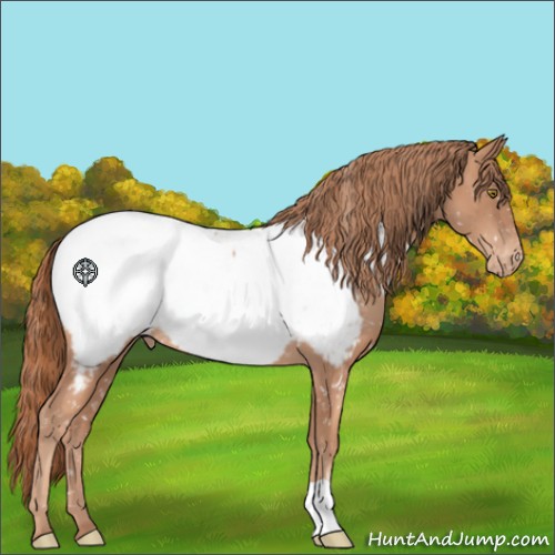 Horse Color:Gold Champagne Appaloosa 