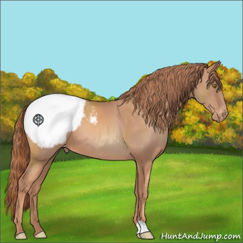 Horse Color:Gold Champagne Appaloosa 