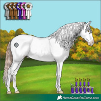 Horse Color:Gold Champagne Near Fewspot 