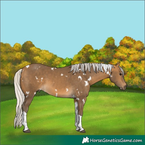 Horse Color:White Spotted Silver Buckskin Tobiano 