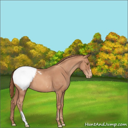 Horse Color:Gold Champagne Appaloosa 