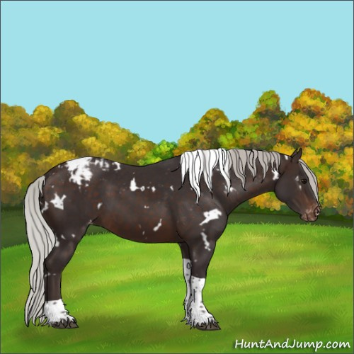 Horse Color:White Spotted Silver Brown Tobiano Appaloosa 