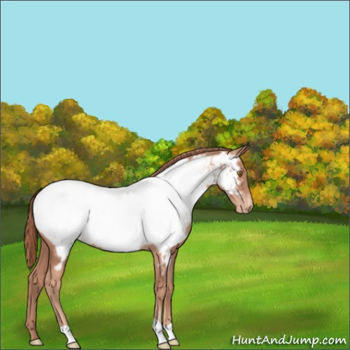 Horse Color:Gold Champagne Appaloosa 