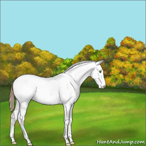 Horse Color:Gold Champagne Fewspot 
