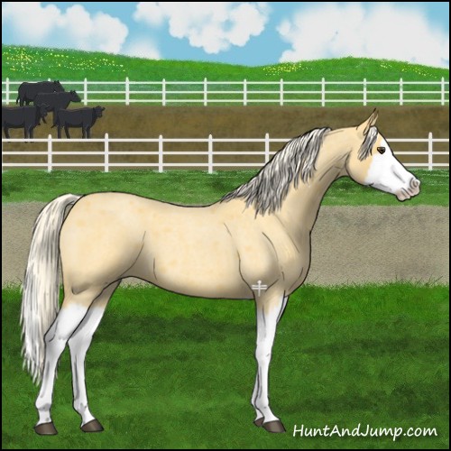 Horse Color:Palomino Roan Splash 