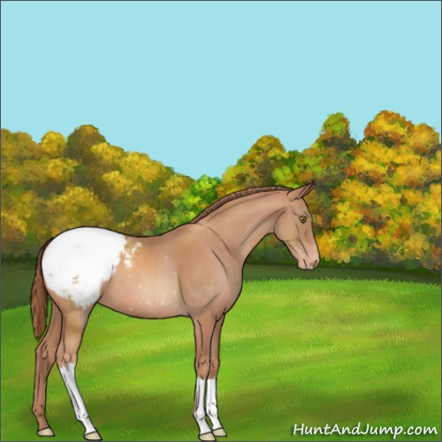 Horse Color:Gold Champagne Appaloosa 