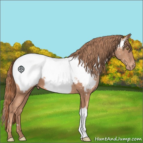Horse Color:Gold Champagne Appaloosa 