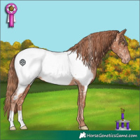Horse Color:Gold Champagne Near Fewspot 
