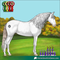 Horse Color:Gold Champagne Appaloosa 